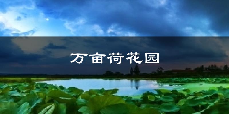 万亩荷花园天气预报十五天