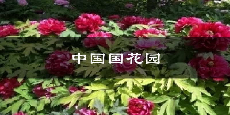 中国国花园天气预报十五天