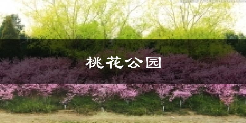桃花公园天气预报十五天