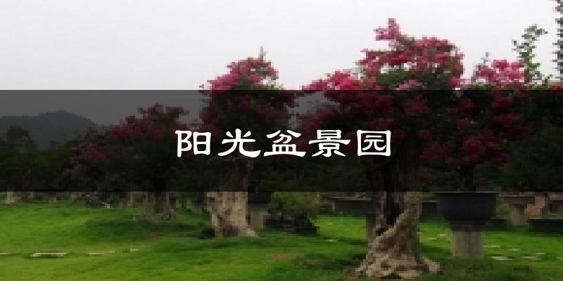 阳光盆景园天气预报十五天